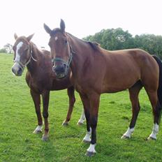 Traver Faustino*SOLGT* <3