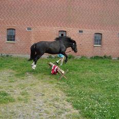 Anden særlig race Flying Paplo(Papsi)MIIN<3 SOLGT