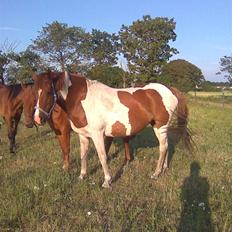 Pinto Sunlight 
