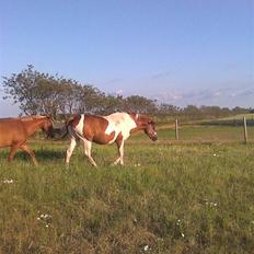 Pinto Sunlight 