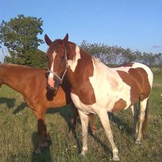 Pinto Sunlight 