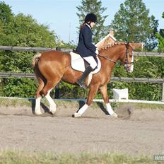 Anden særlig race lille fod