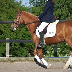 Anden særlig race lille fod