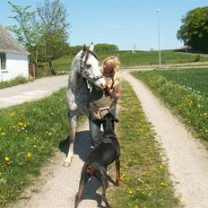 Arabisk fuldblod (OX) Silver Baby OX