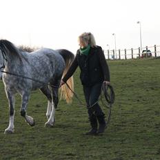 Arabisk fuldblod (OX) Silver Baby OX