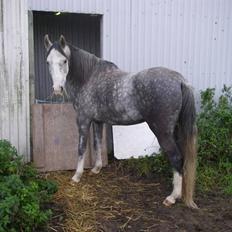 Arabisk fuldblod (OX) Silver Baby OX