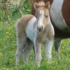 Shetlænder Stjernens Tika solgt