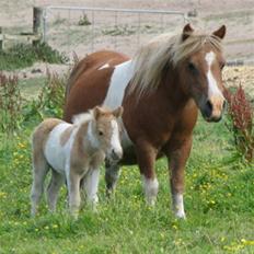 Shetlænder Stjernens Tika solgt