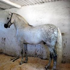 Pura Raza Española Jerezano LXVI