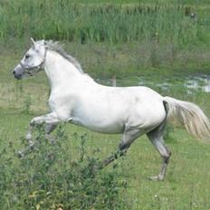 Welsh Pony (sec B) Stendyssens Swinging Sun†