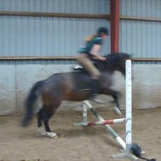 Welsh Pony (sec B) Sunshine Solgt /red hende