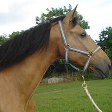 Cruzado Alphi *Solgt* 