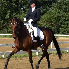 Dansk Varmblod Moesgaards Azia *solgt*