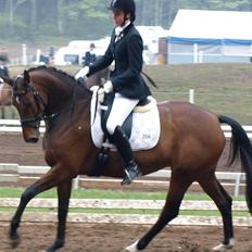 Dansk Varmblod Moesgaards Azia *solgt*