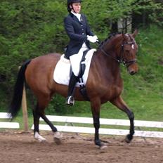 Dansk Varmblod Moesgaards Azia *solgt*