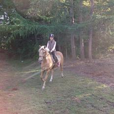 Hollandsk Sportspony Lukas *SOLGT'