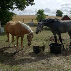 Hollandsk Sportspony Lukas *SOLGT'