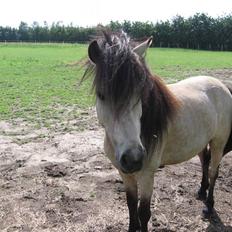 Anden særlig race Baldur