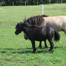 Anden særlig race Baldur