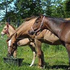 Anden særlig race Ronja