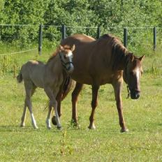 Anden særlig race Ronja