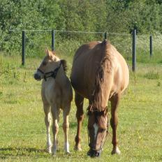 Anden særlig race Ronja