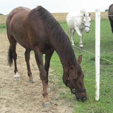 Anden særlig race Spartan El' Sansal