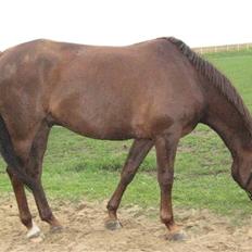 Anden særlig race Spartan El' Sansal