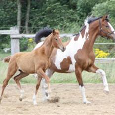 Dansk Varmblod Hoelgaards Simply Red