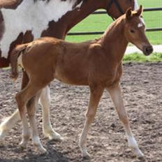 Dansk Varmblod Hoelgaards Simply Red