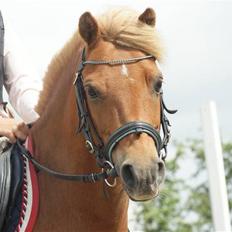 Anden særlig race Simba ******Solgt*****