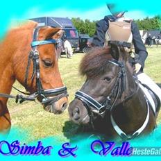 Anden særlig race Simba ******Solgt*****