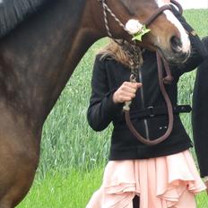 Tysk Sportspony Miss McGonagall