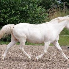 Anden særlig race Ofelia! *SOLGT:´(*