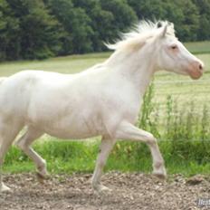 Anden særlig race Ofelia! *SOLGT:´(*