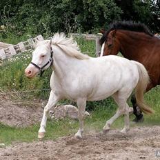 Anden særlig race Ofelia! *SOLGT:´(*