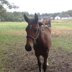 Anden særlig race Candy