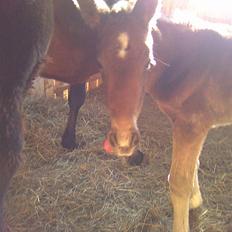 Anden særlig race Candy