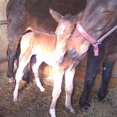 Anden særlig race Candy