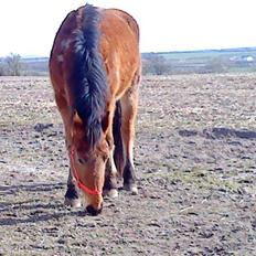 Dansk Varmblod Starlight     *solgt*