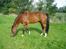 Traver Faustino*SOLGT* <3 - Super dejlig hest.