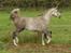 Arabisk fuldblod (OX) Silver Baby OX