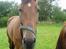 Traver Faustino*SOLGT* <3