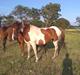 Pinto Sunlight 