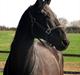 Trakehner † Pavarotti (L' †