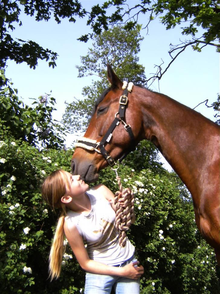 Dansk Varmblod Luna Ninni † 5 novembver 2011† - Du var smuk lige til det sidste, men nu er du blandt stjernerne på himlen, og skinder ned på os ♥ Rest in peace my friend, one day we will be together again. billede 1