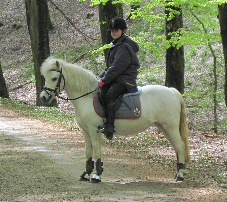 Welsh Mountain (sec A) Snowwhite Disney - To timers lang skovtur. Foto: Mor, med mit kamera billede 9