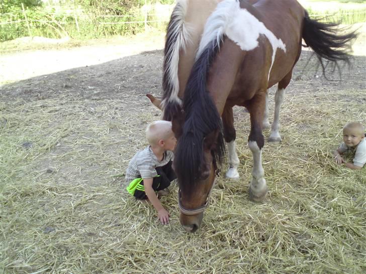 Anden særlig race shanita - så slapper vi af i hø sammen med hypperne billede 18