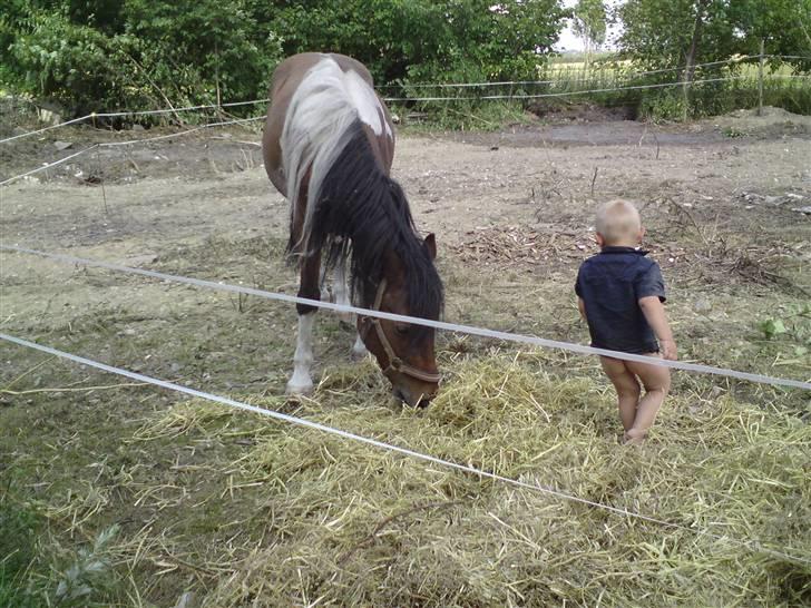 Pinto django - bar røv og inggen ting ud og sige hej til hesten billede 11