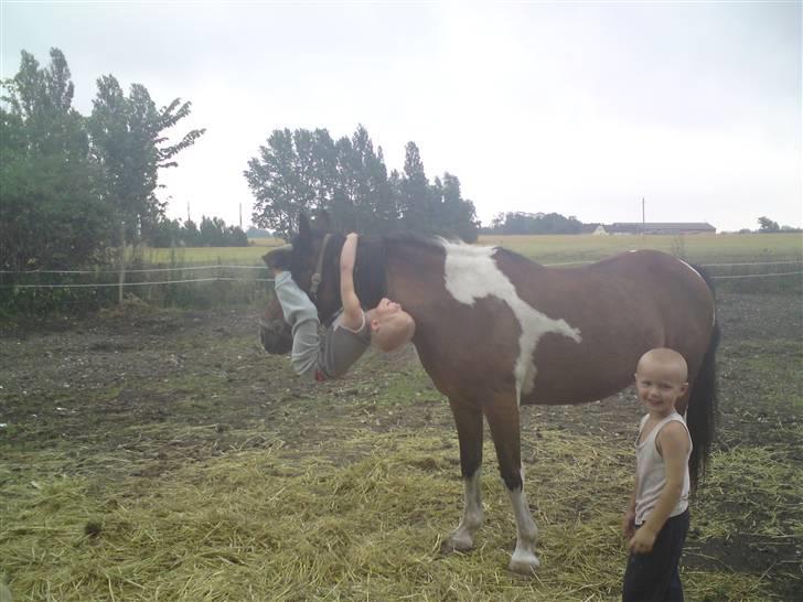Pinto django - kan jeg ikke ride så kan jeg da hænge ud billede 13